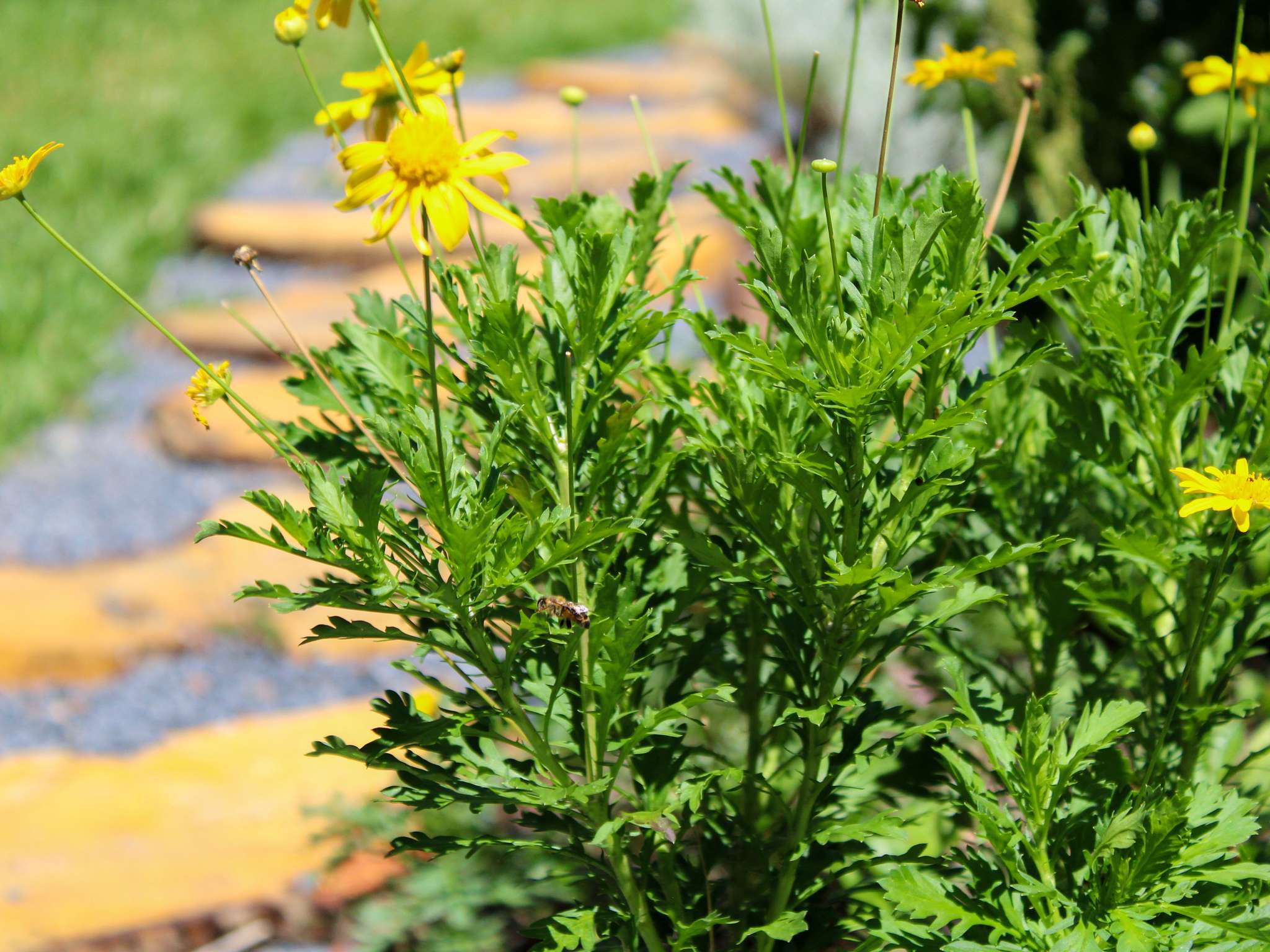 Foto - Pullman Sao Paulo Vila Olimpia