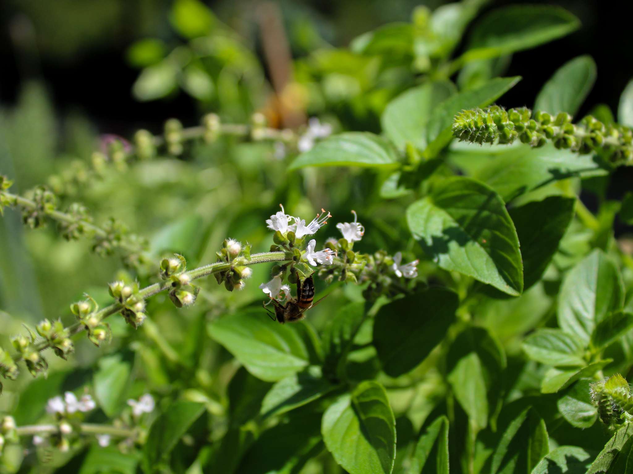 Foto - Pullman Sao Paulo Vila Olimpia