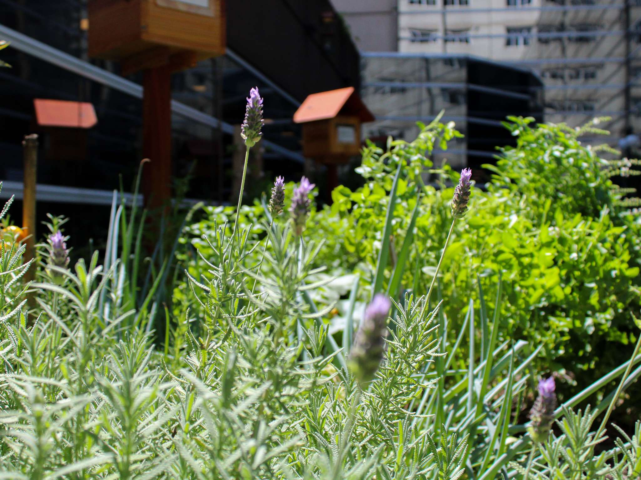 Foto - Pullman Sao Paulo Vila Olimpia