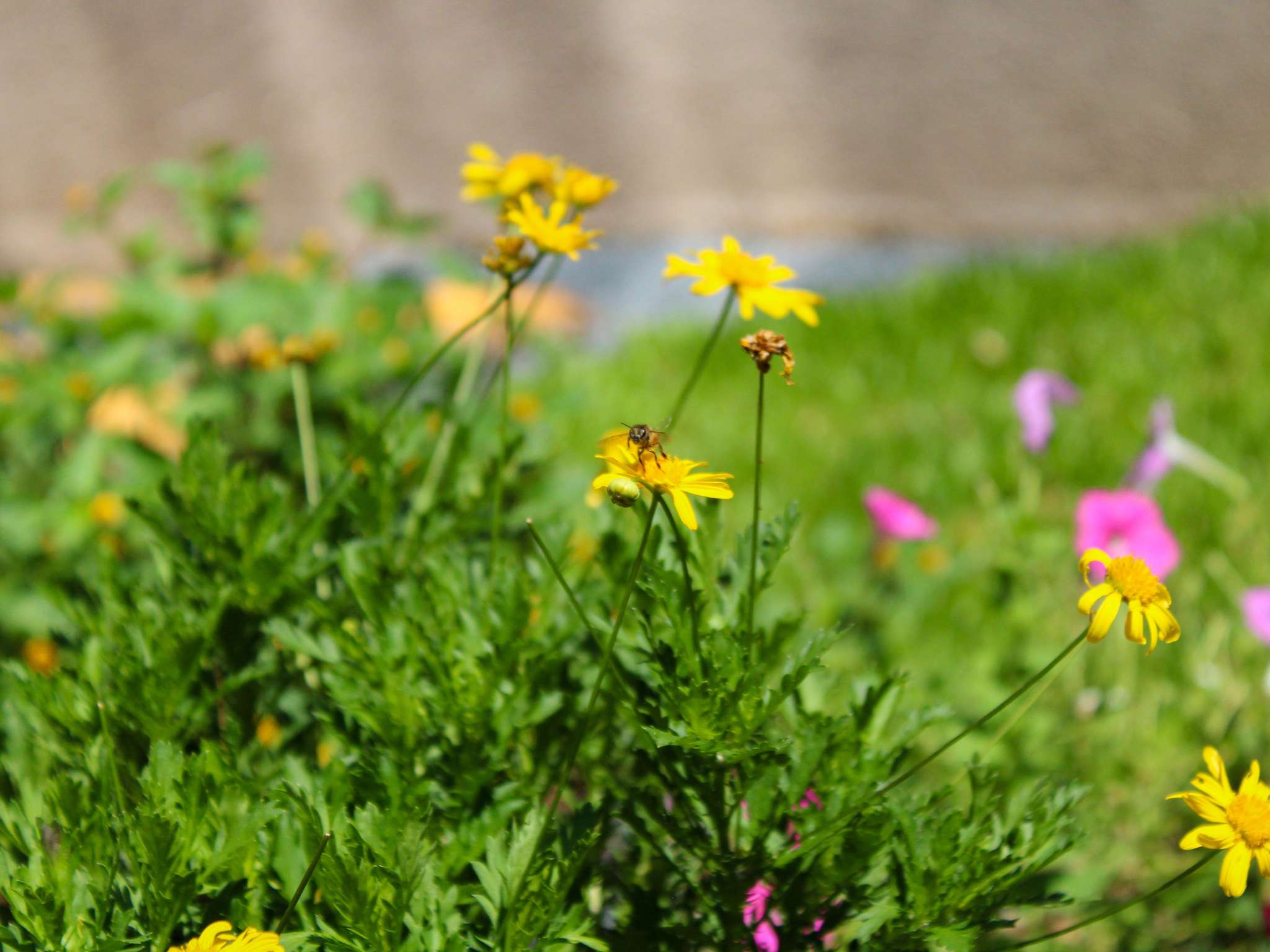 Foto - Pullman Sao Paulo Vila Olimpia