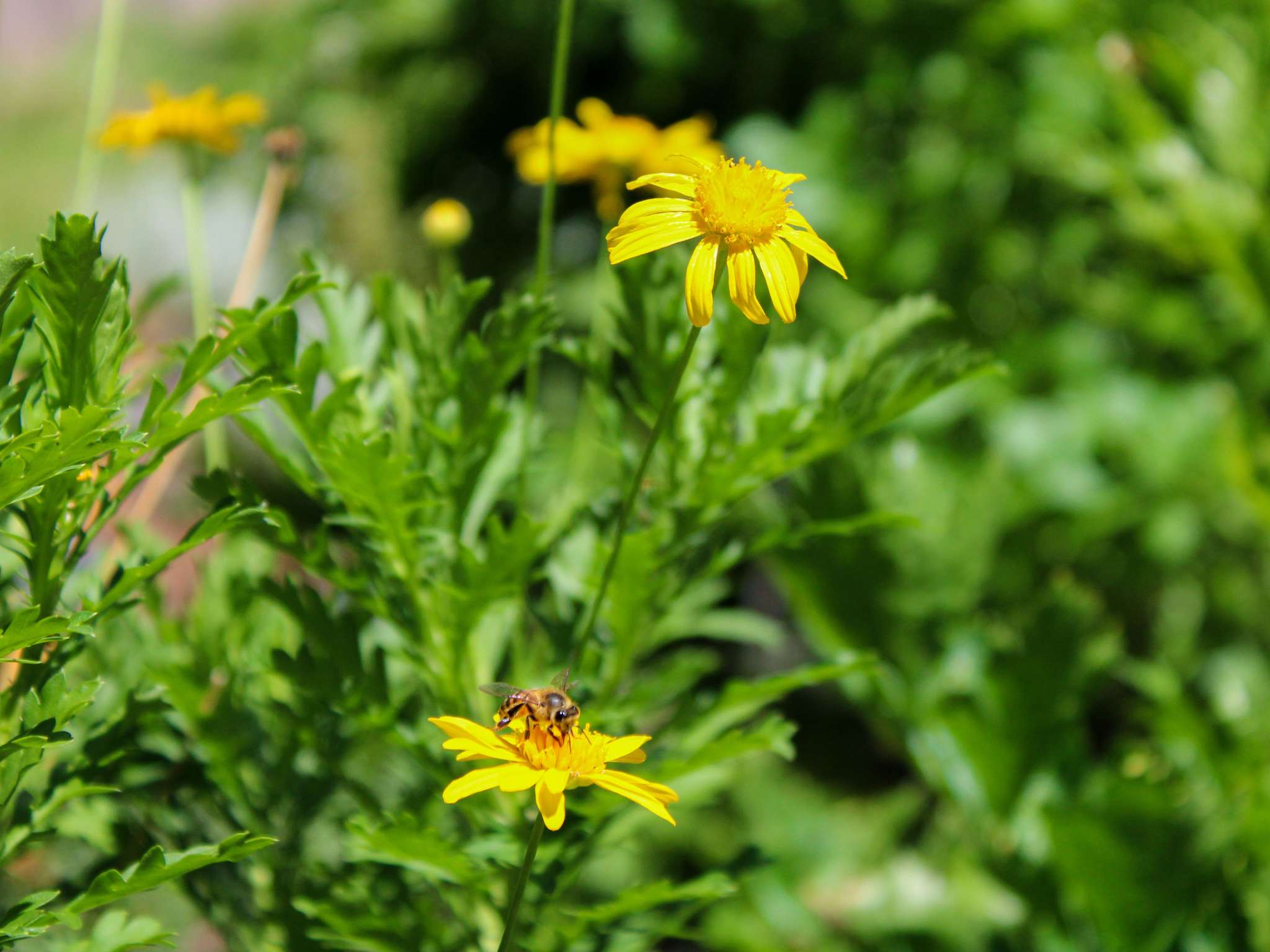 Foto - Pullman Sao Paulo Vila Olimpia