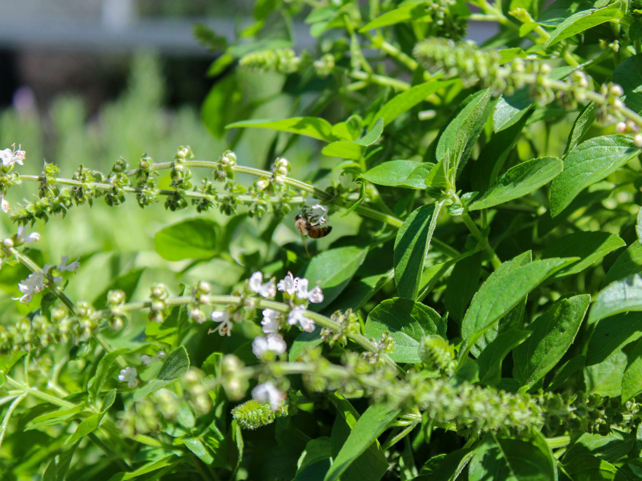 Foto - Pullman Sao Paulo Vila Olimpia