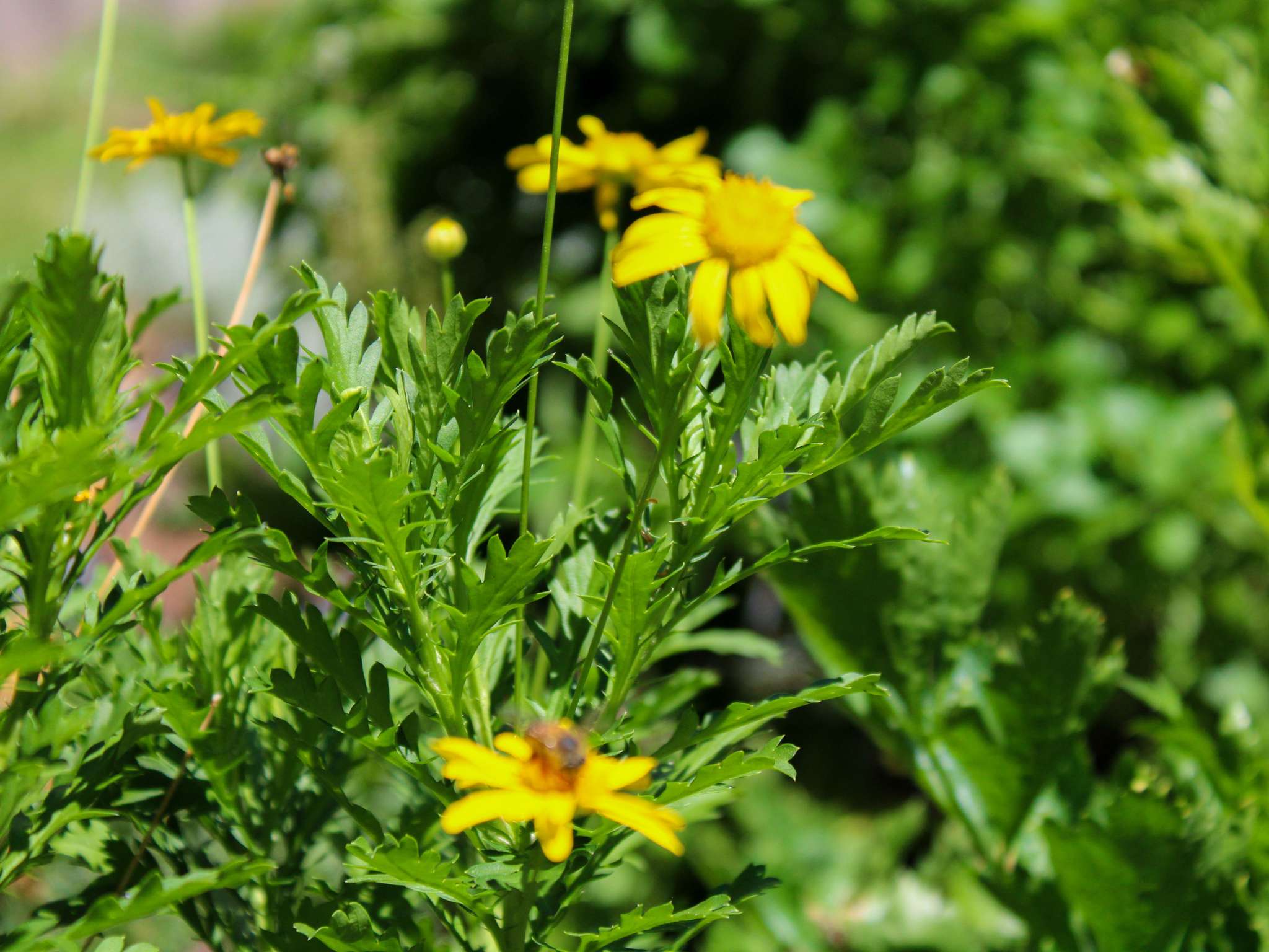 Photo - Grand Mercure Sao Paulo Vila Olimpia