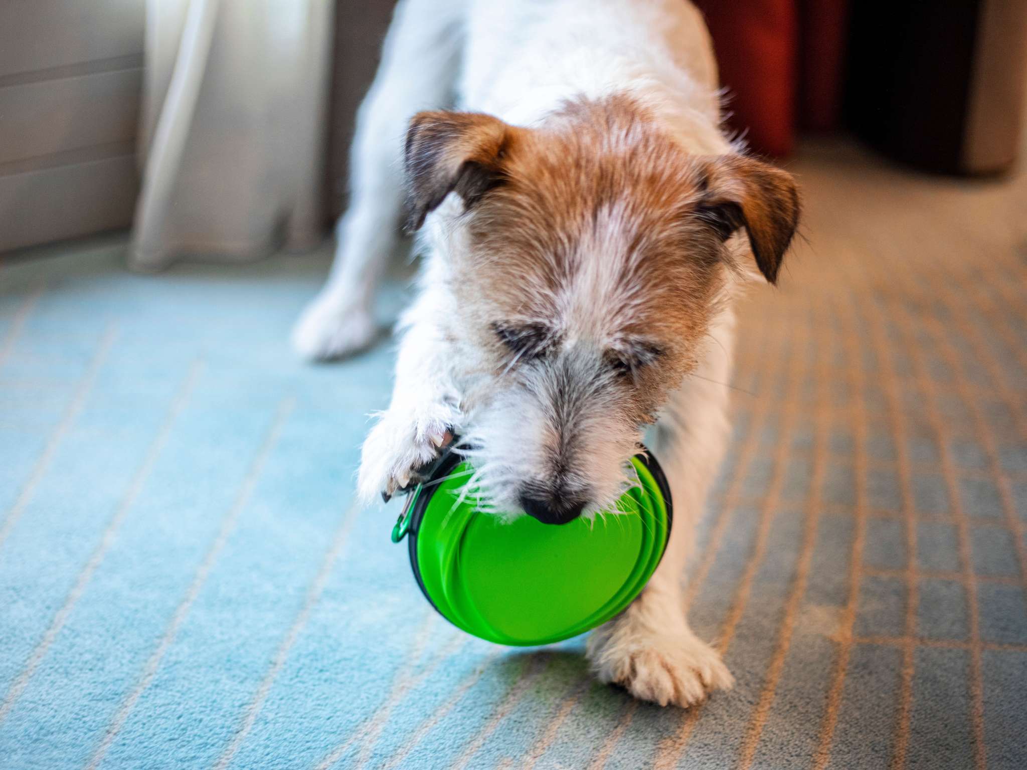 Foto - Mercure Firenze Centro