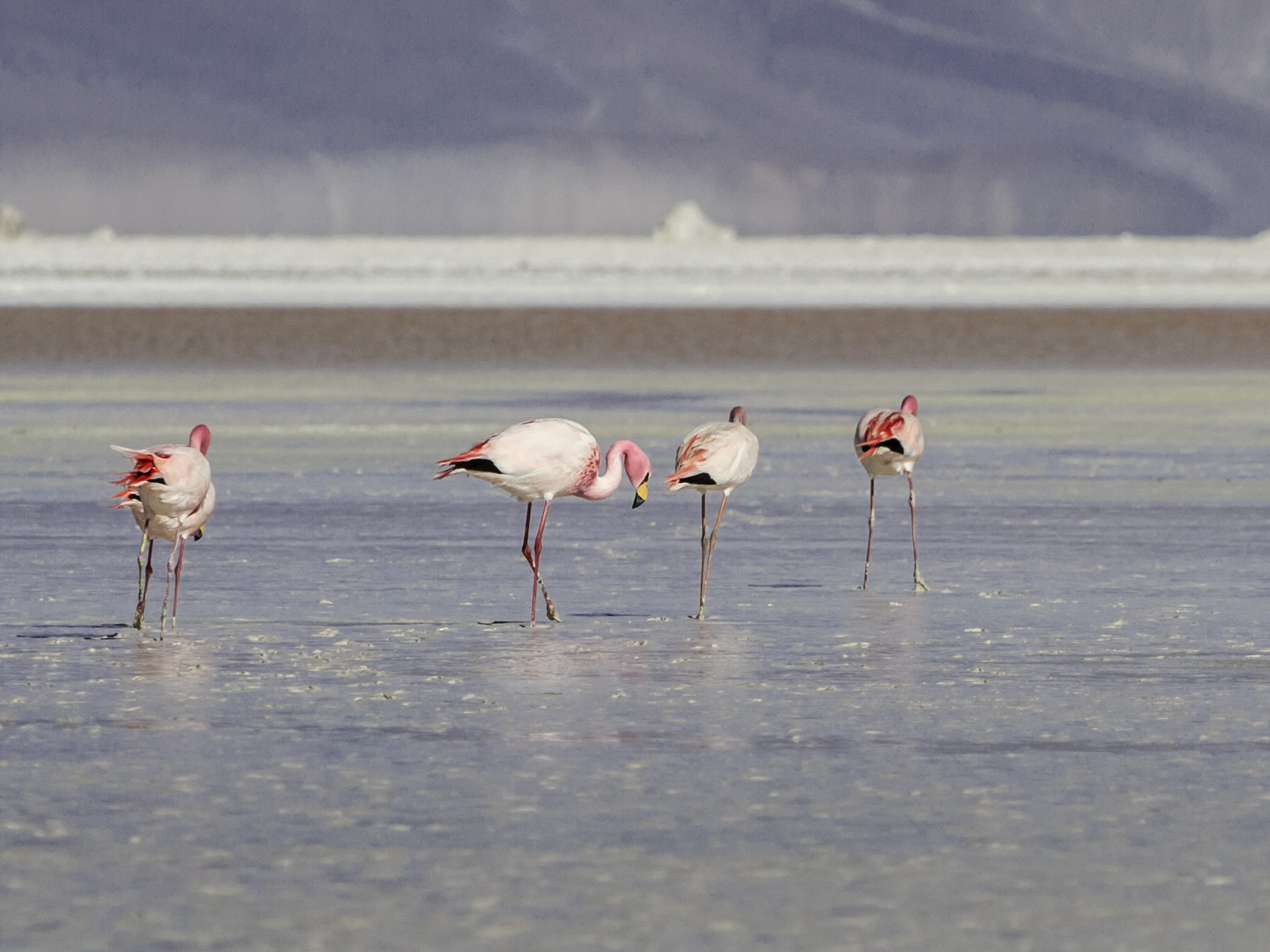 Photo - ibis Calama