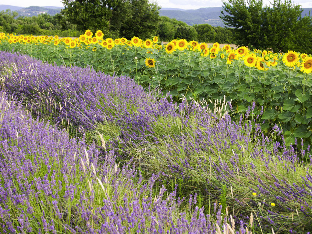 Foto - ibis Styles Montelimar Centre