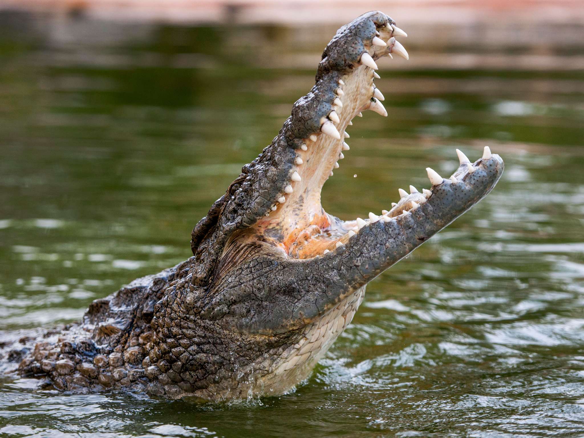 Foto - Ibis Styles Dragon Mart Dubai