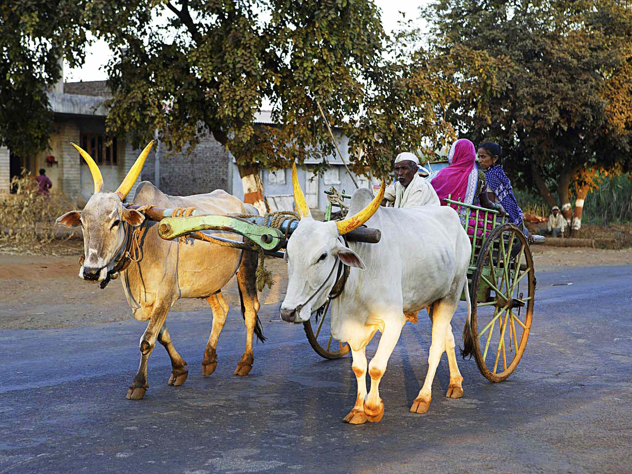 Photo - Novotel Chennai Chamiers Road