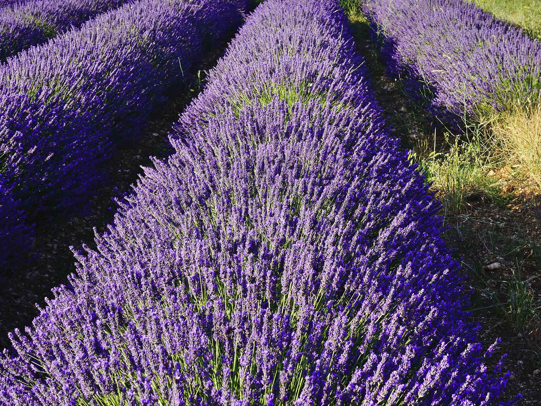 Foto - Mercure Orange Centre A7/A9