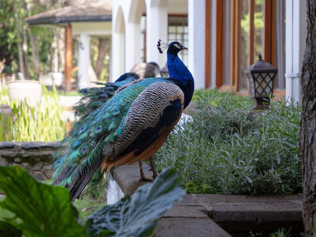 Fairmont Mount Kenya Safari Club — 8/14