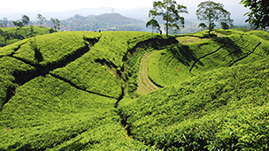 Indonezja - Liczba hoteli Bandung