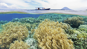 Indonezja - Liczba hoteli Manado